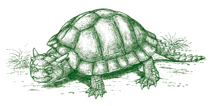 Horned Turtle - logo of the Lord Howe Island Museum