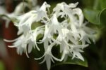 Dendrobium moorei