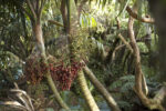 Big Mountain palm Hedyscepe canterburyana