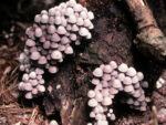 Fungi 7