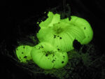 Fungi luminescent