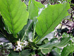 Green plum Atractocarpus stipularis