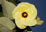 Hibiscus tiliaceus 2