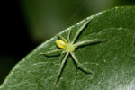 LHI Green jumping spider