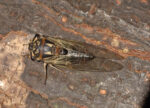 Lord Howe Island Cicada