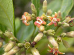 Parsonsia howeanum