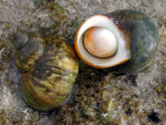 Turban snail Turbo cepoides