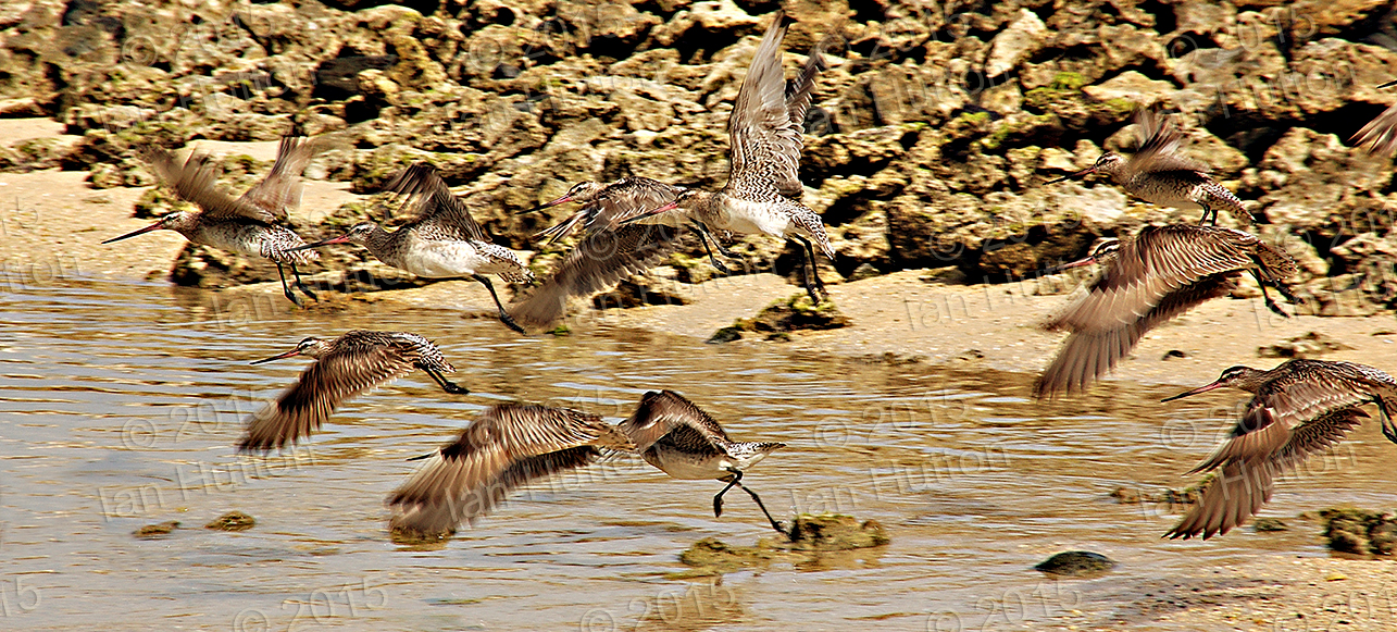 Bar-tailed godwits