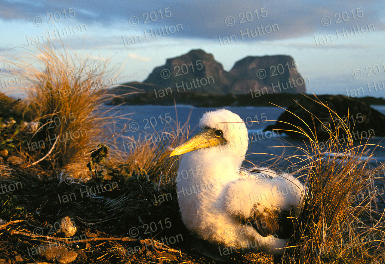Masked booby chick at sunset