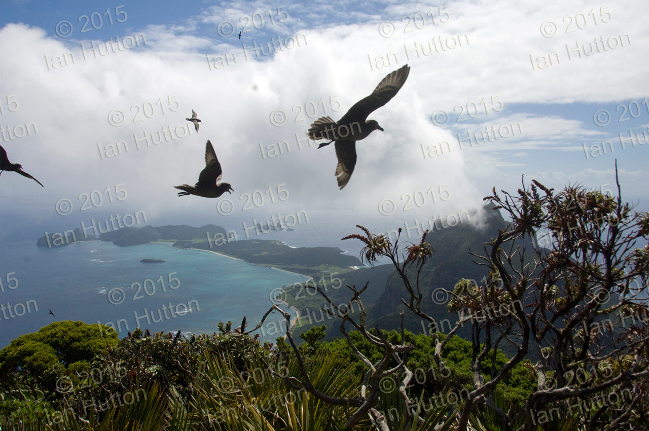 Providence petrels off Mount Gower summit
