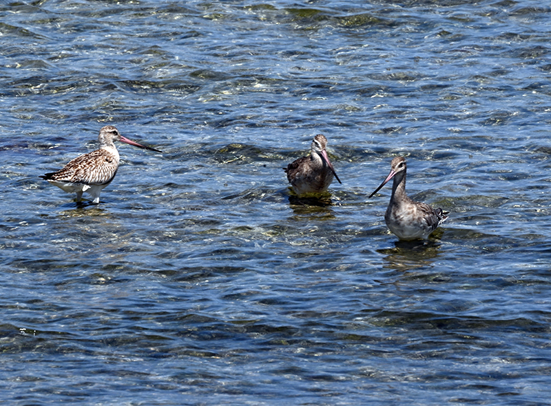 Bar tailed godwits at North Bay