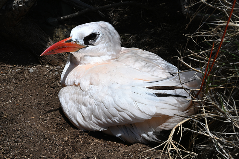 Red tailed tropicbird