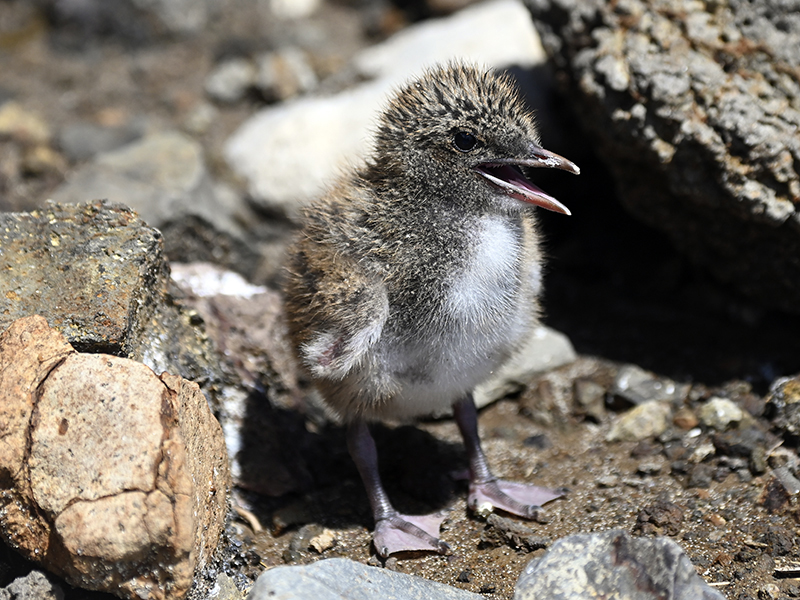 Sooty tern chick at Ned's Beach