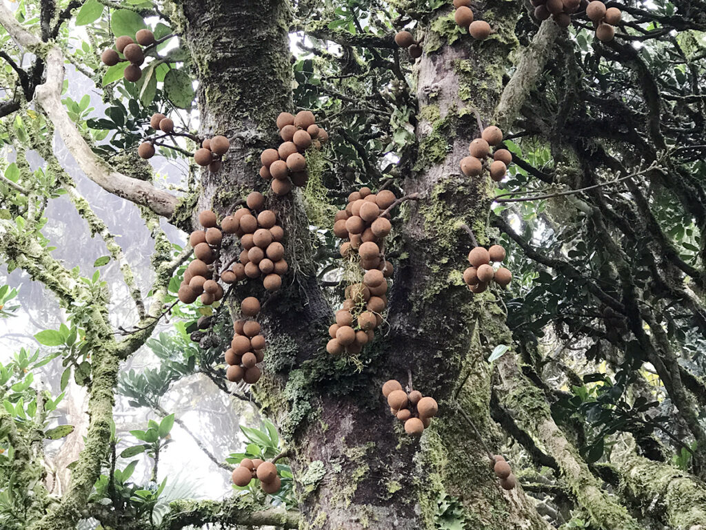 prolific fruits on Island Apple tree post rat eradication