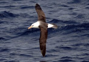 Black-browed albatross