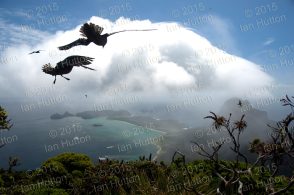 Providence petrels in flight