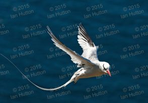 Red-billed tropicbird