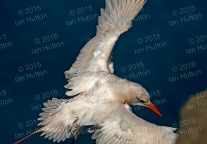 Red-tailed tropicbird (B)