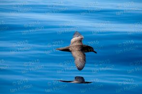 Shearwater in flight