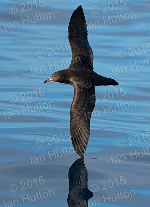 Shearwater touching the sea