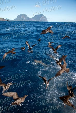 Shearwaters at sea