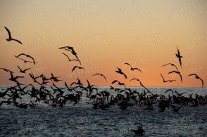 Shearwaters at sunset