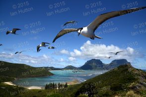 Sooty terns over North Bay