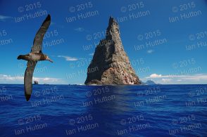 Wandering albatross near Ball's Pyramid