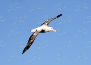 Wandering albatross in flight