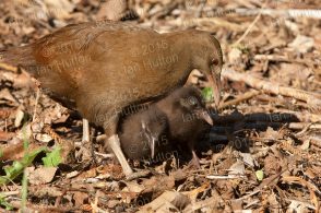 Woodhen and chick