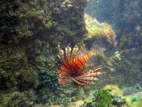 Butterfly cod