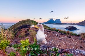 Booby chick on Roach Island