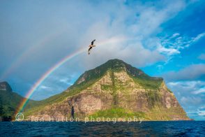 Providence Petrel in rainbow