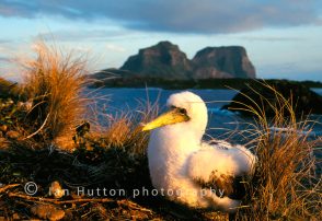 Booby at sunset