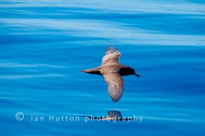 Shearwater reflection