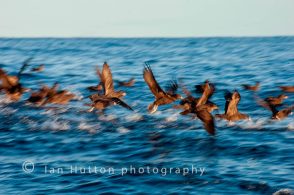 Shearwaters at sea