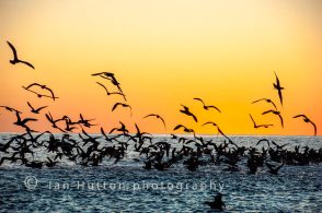 Shearwaters at sunset