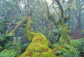 Cloud forest on Mount Gower