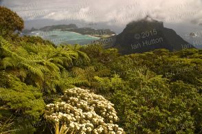 View from Mount Gower summit