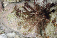 Green feather star