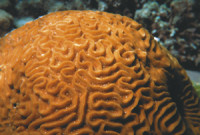 Hard coral