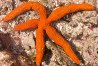 Seastar
