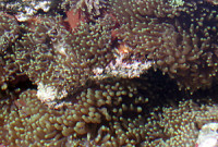 Anemone