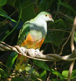 First record of a Rose crowned fruit dove