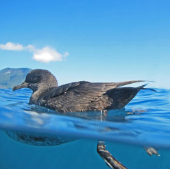 Short tailed shearwaters “wrecked” on Lord Howe Island