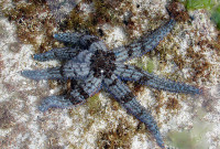 7-armed starfish