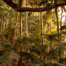 Banyan and palm forest