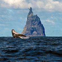 Humpback whale at Balls Pyramid (B)