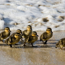 Ducklings at Neds Beach