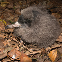 Flesh-footed shearwater chick